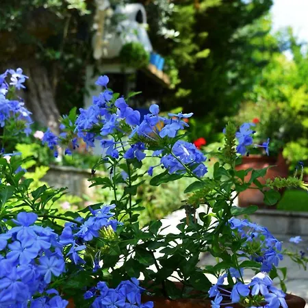 Sonia's House With Garden *