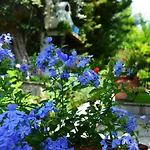 Sonia's House With Garden *