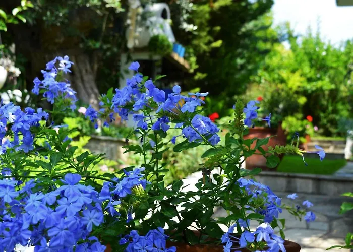 Sonia's House With Garden *